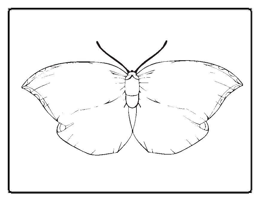 Название: Раскраска Бабочка с красивыми крылышками. Категория: Бабочка. Теги: Бабочка.