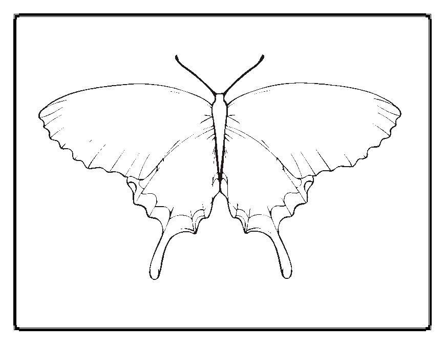 Coloring Butterfly with fancy wings. Category Butterfly. Tags:  Butterfly.