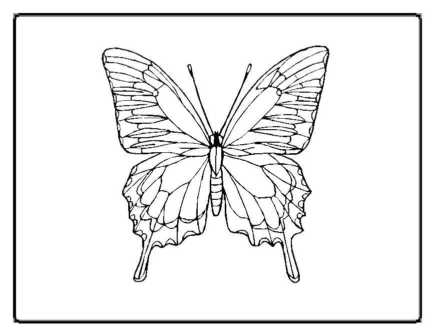 Название: Раскраска Бабочка. Категория: Бабочка. Теги: насекомые, бабочка, крылья.