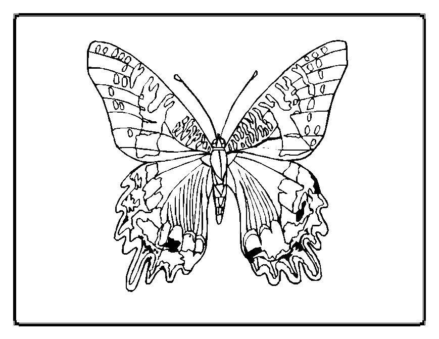 Coloring Butterfly. Category Butterfly. Tags:  insects, butterfly, wings.