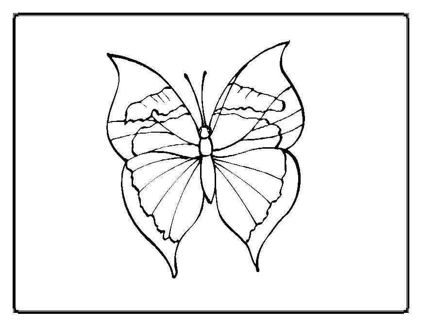 Coloring Butterfly. Category Butterfly. Tags:  insects, butterfly, wings.