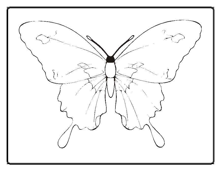Coloring Butterfly. Category Butterfly. Tags:  Butterfly.