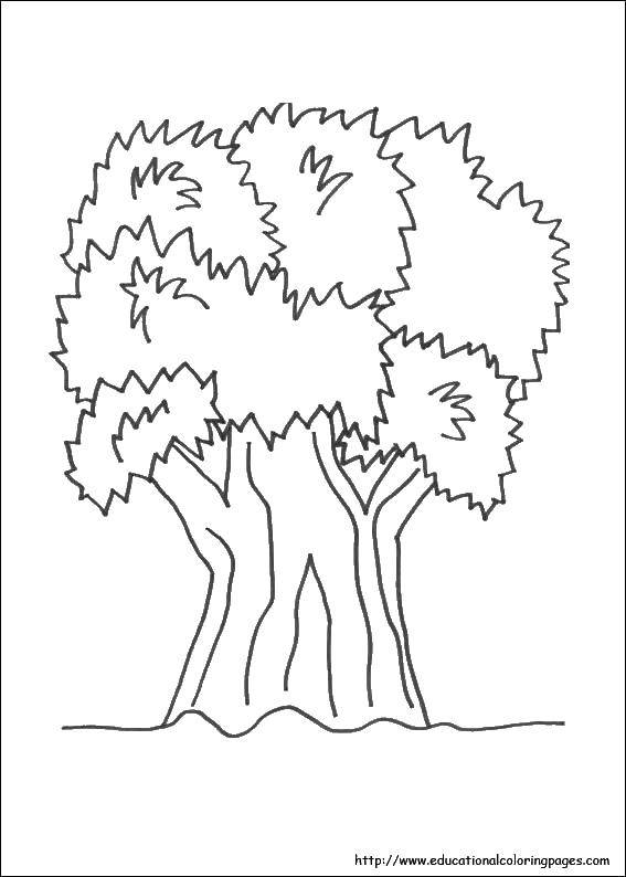 Название: Раскраска Дерево. Категория: растения. Теги: растения, деревья.