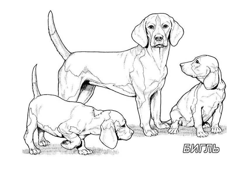 Название: Раскраска Рисунок собак семейства бигль. Категория: домашние животные. Теги: собака.