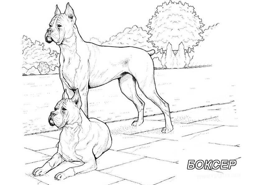 Название: Раскраска Рисунок собак семейства боксер. Категория: домашние животные. Теги: собака.