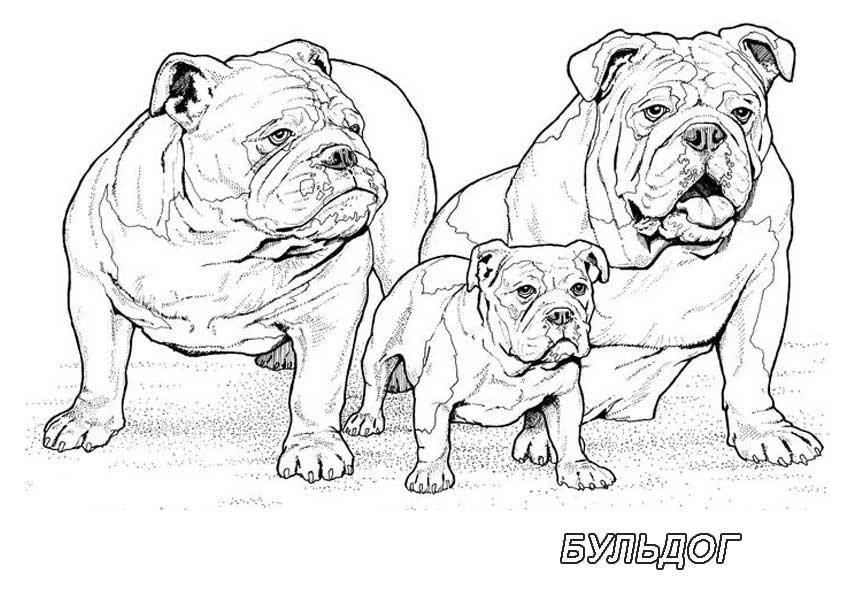 Название: Раскраска Рисунок собак семейства бульдог. Категория: домашние животные. Теги: собака.