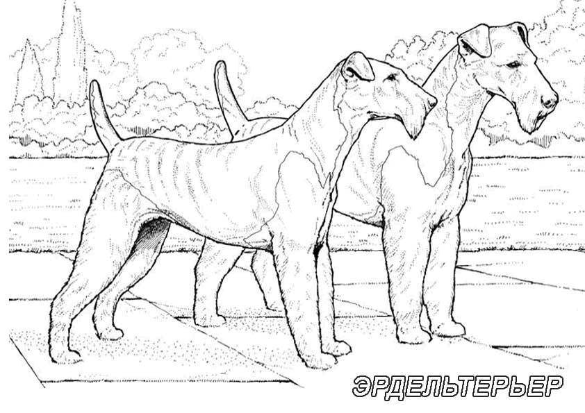Название: Раскраска Рисунок собак семейства эрдельтерьер. Категория: домашние животные. Теги: собака.