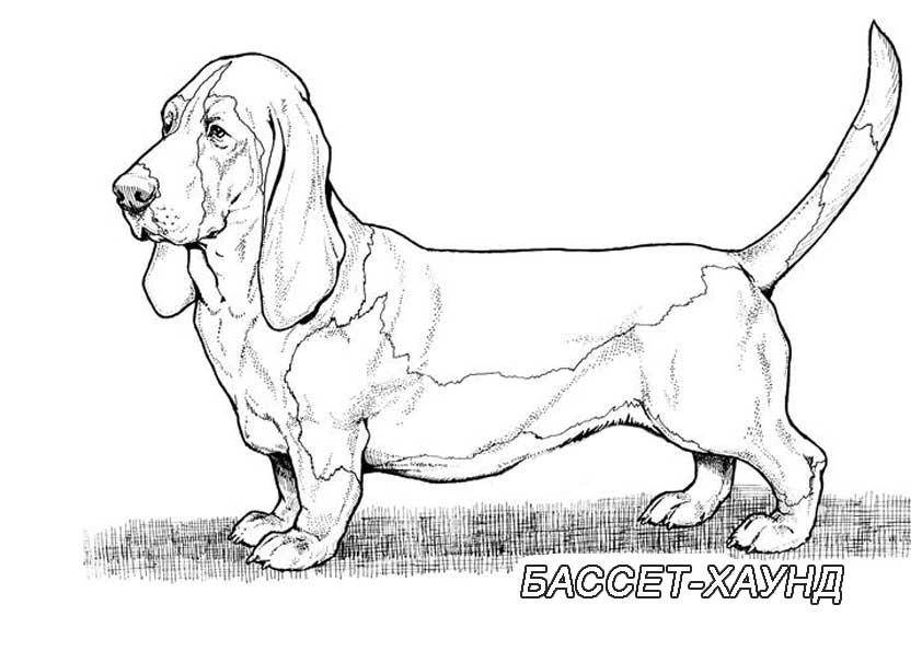 Название: Раскраска Рисунок собаки бассет хаунд. Категория: домашние животные. Теги: собака.