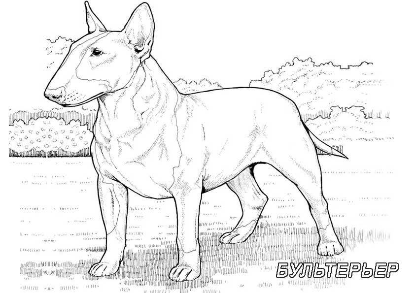Название: Раскраска Рисунок собаки бультерьер. Категория: домашние животные. Теги: собака.