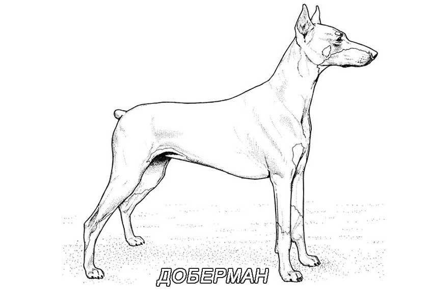 Название: Раскраска Рисунок собаки доберман. Категория: домашние животные. Теги: собака.