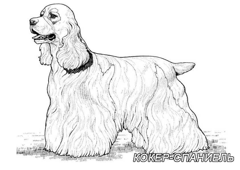 Название: Раскраска Рисунок собаки кокер-спаниель. Категория: домашние животные. Теги: собака.
