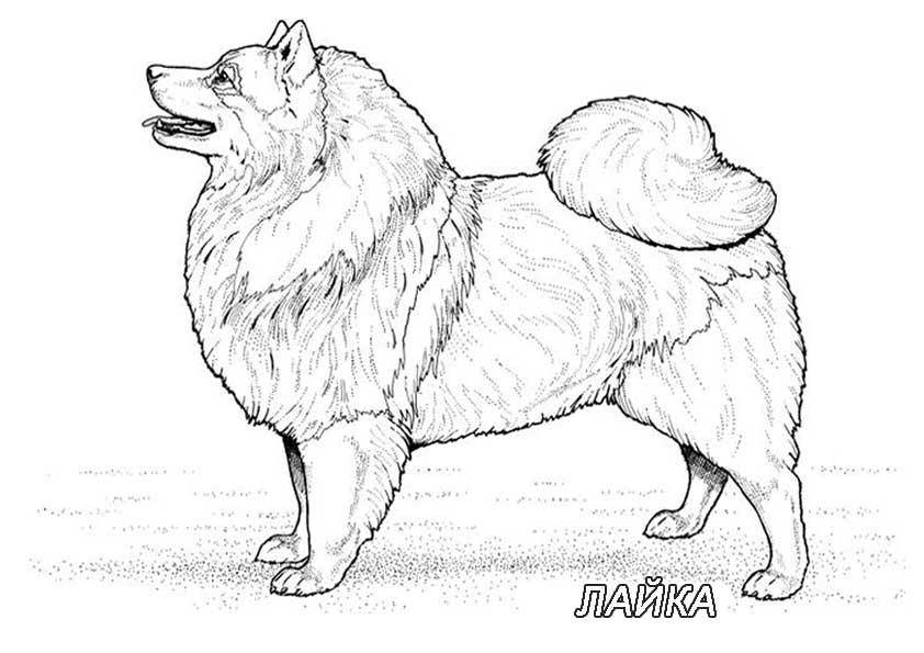 Название: Раскраска Рисунок собаки лайка. Категория: домашние животные. Теги: собака.