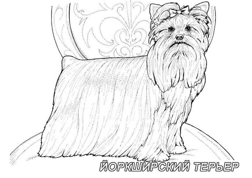 Название: Раскраска Рисунок собаки йоркширский терьер. Категория: домашние животные. Теги: собака.