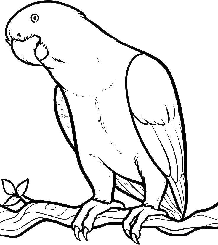 Coloring Falcon. Category Birds. Tags:  birds, Falcon.