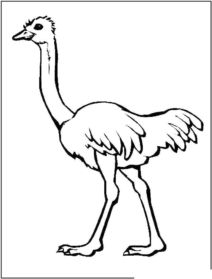 Coloring Ostrich. Category Birds. Tags:  poultry, ostrich.
