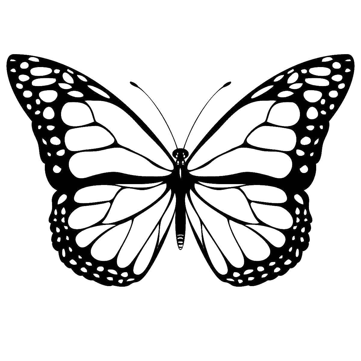 Название: Раскраска Волшебная бабочка. Категория: Бабочка. Теги: Бабочка.