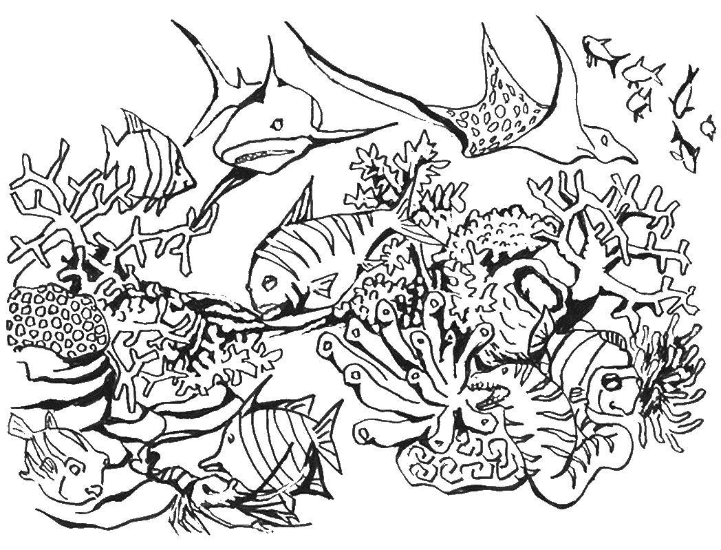 Название: Раскраска Подводный мир. Категория: морское. Теги: море, вода, рыбы, кораллы.