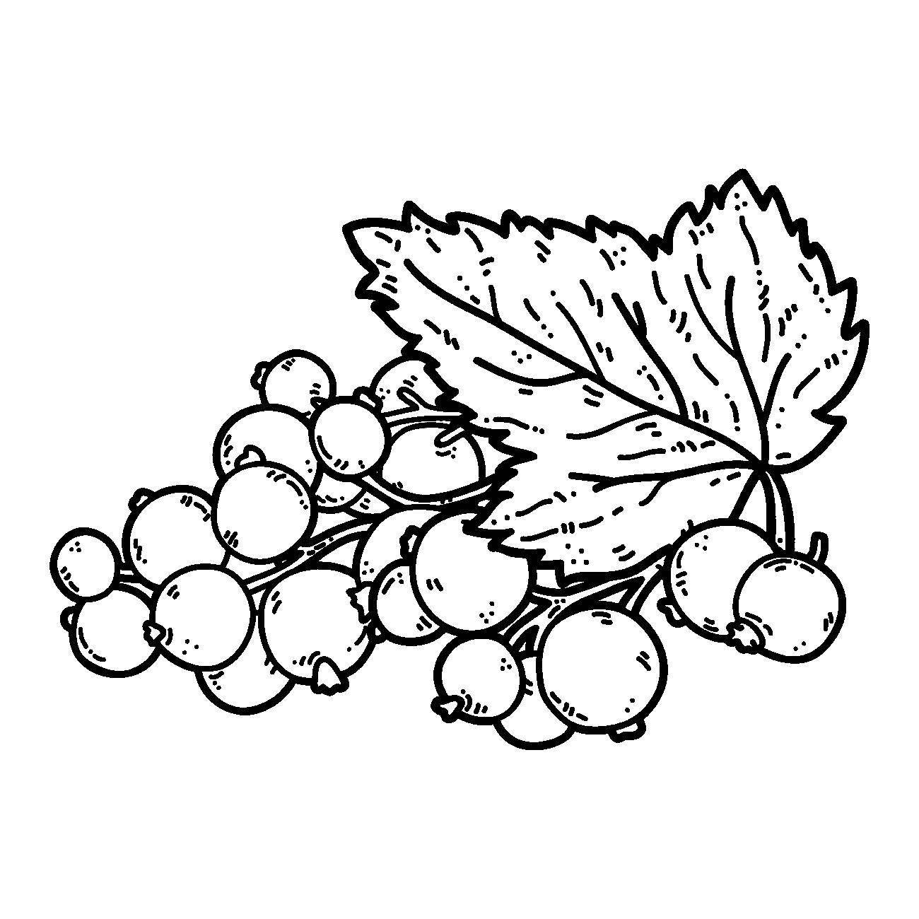 Coloring Figure currants. Category berries. Tags:  berries.