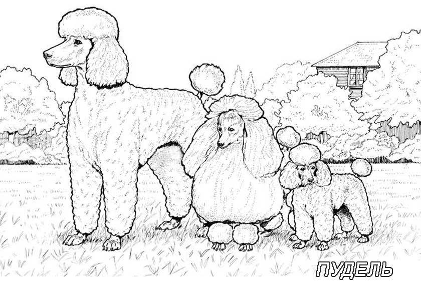 Название: Раскраска Рисунок собак семейства пудель. Категория: домашние животные. Теги: собака.
