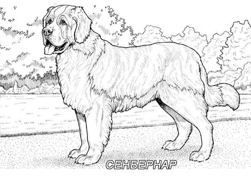 Название: Раскраска Рисунок собаки сенбернар. Категория: домашние животные. Теги: собака.