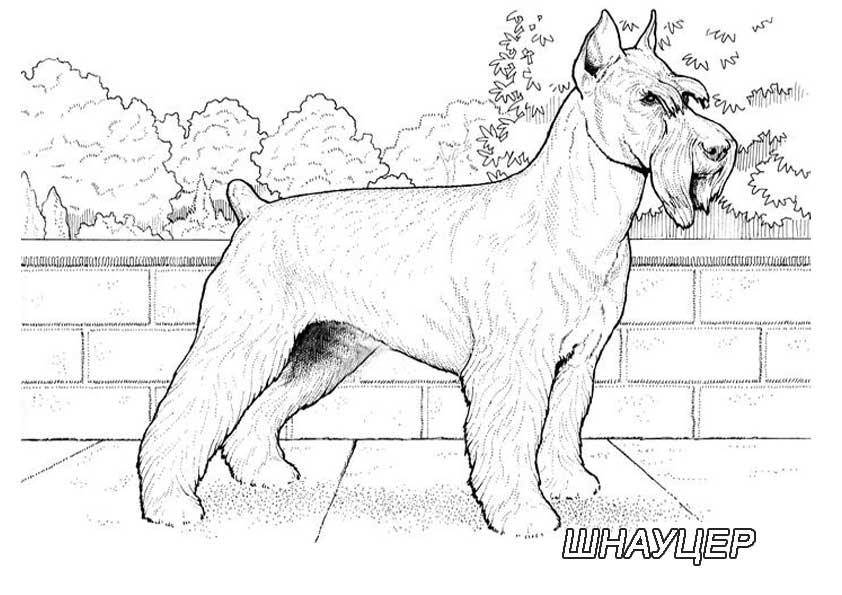 Название: Раскраска Рисунок собаки шнауцер. Категория: домашние животные. Теги: собака.