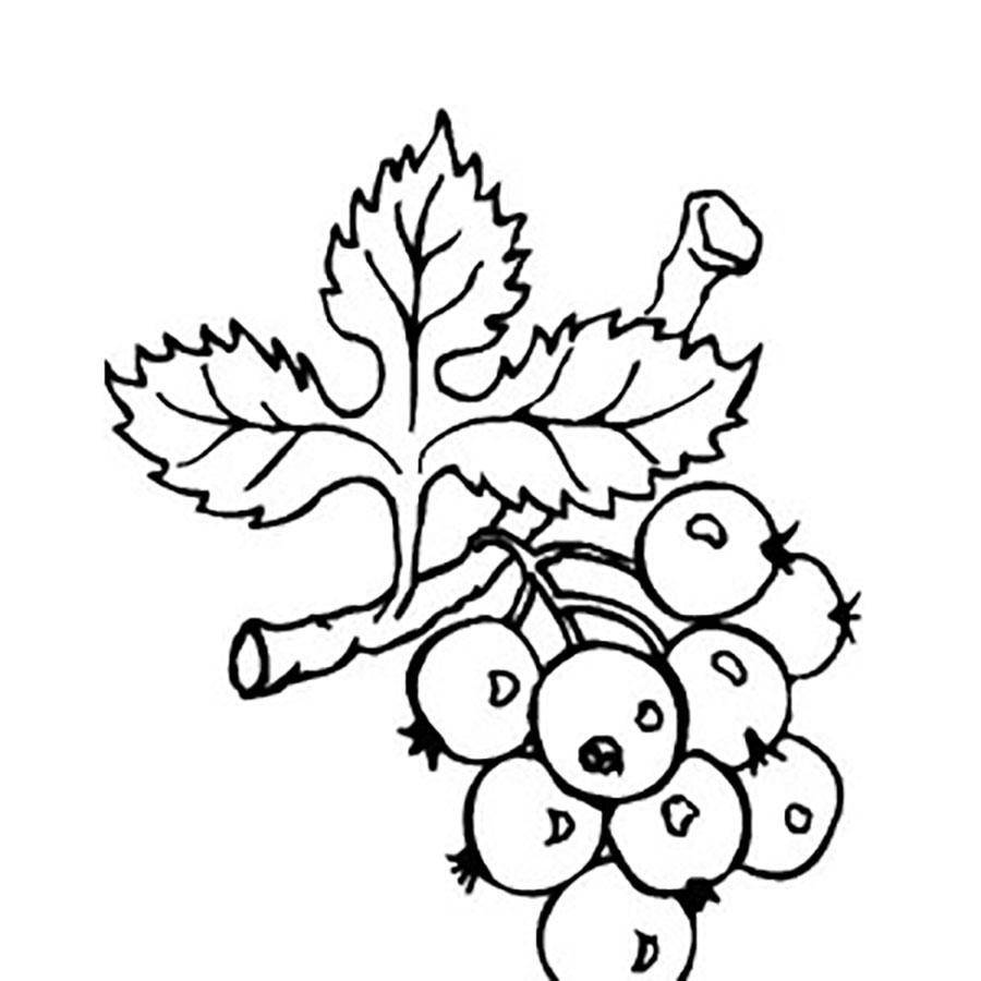 Coloring Figure hawthorn. Category berries. Tags:  hawthorn.