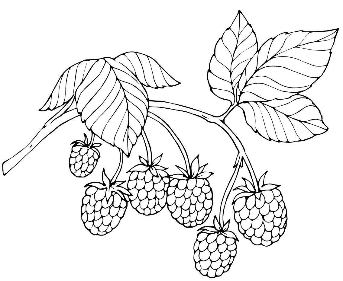 Coloring Figure raspberry. Category berries. Tags:  raspberry .