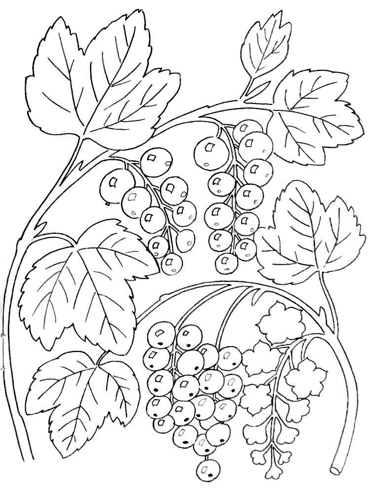 Coloring Figure currants. Category berries. Tags:  currants.