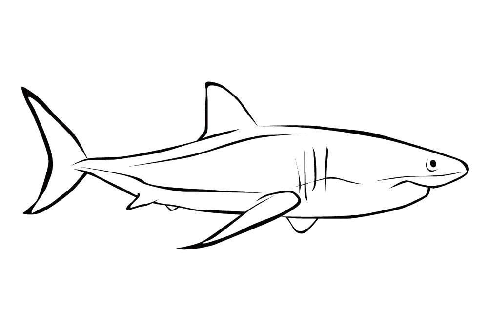 Название: Раскраска Акула с большим хвостом. Категория: морское. Теги: Подводный мир, акула, хищник.