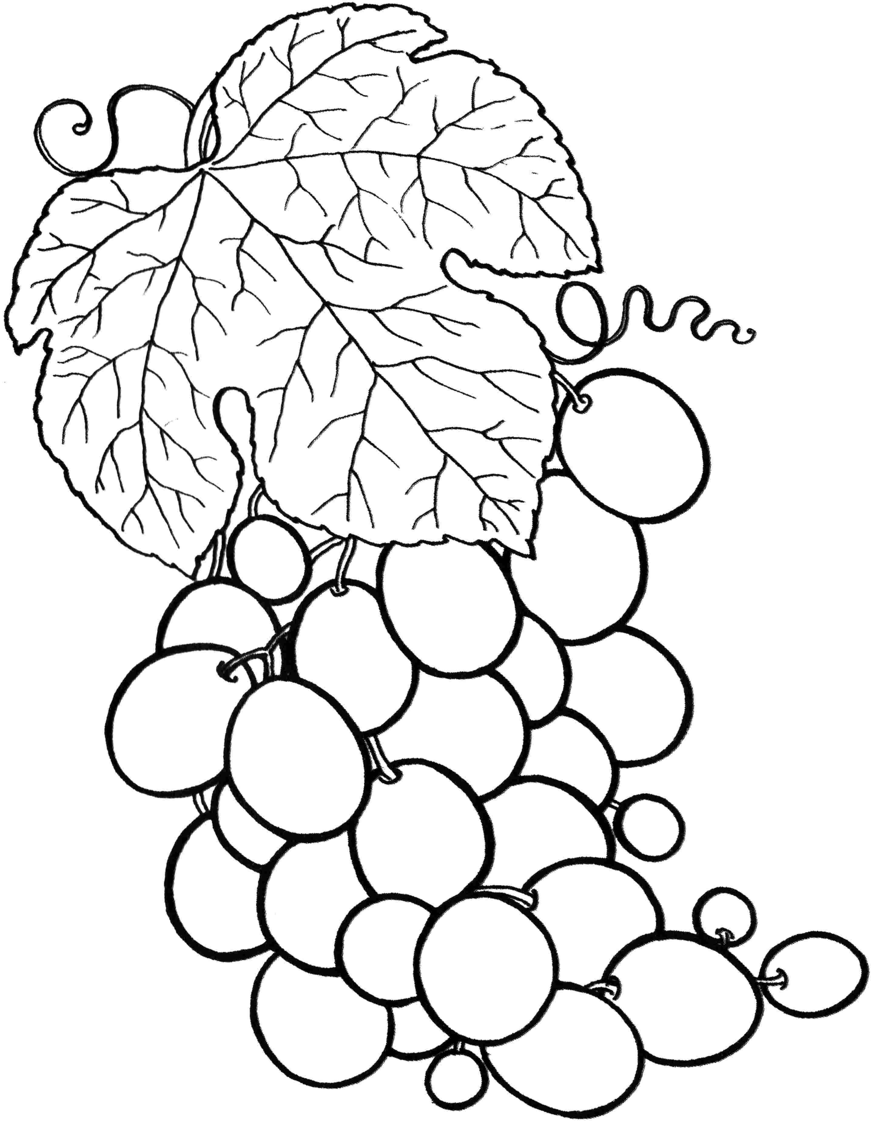 Название: Раскраска Рисунок винограда. Категория: ягоды. Теги: виноград.