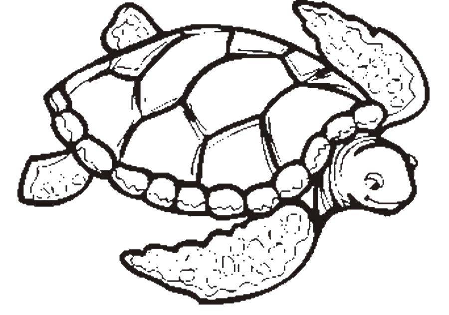Coloring Turtle. Category animals. Tags:  turtle.