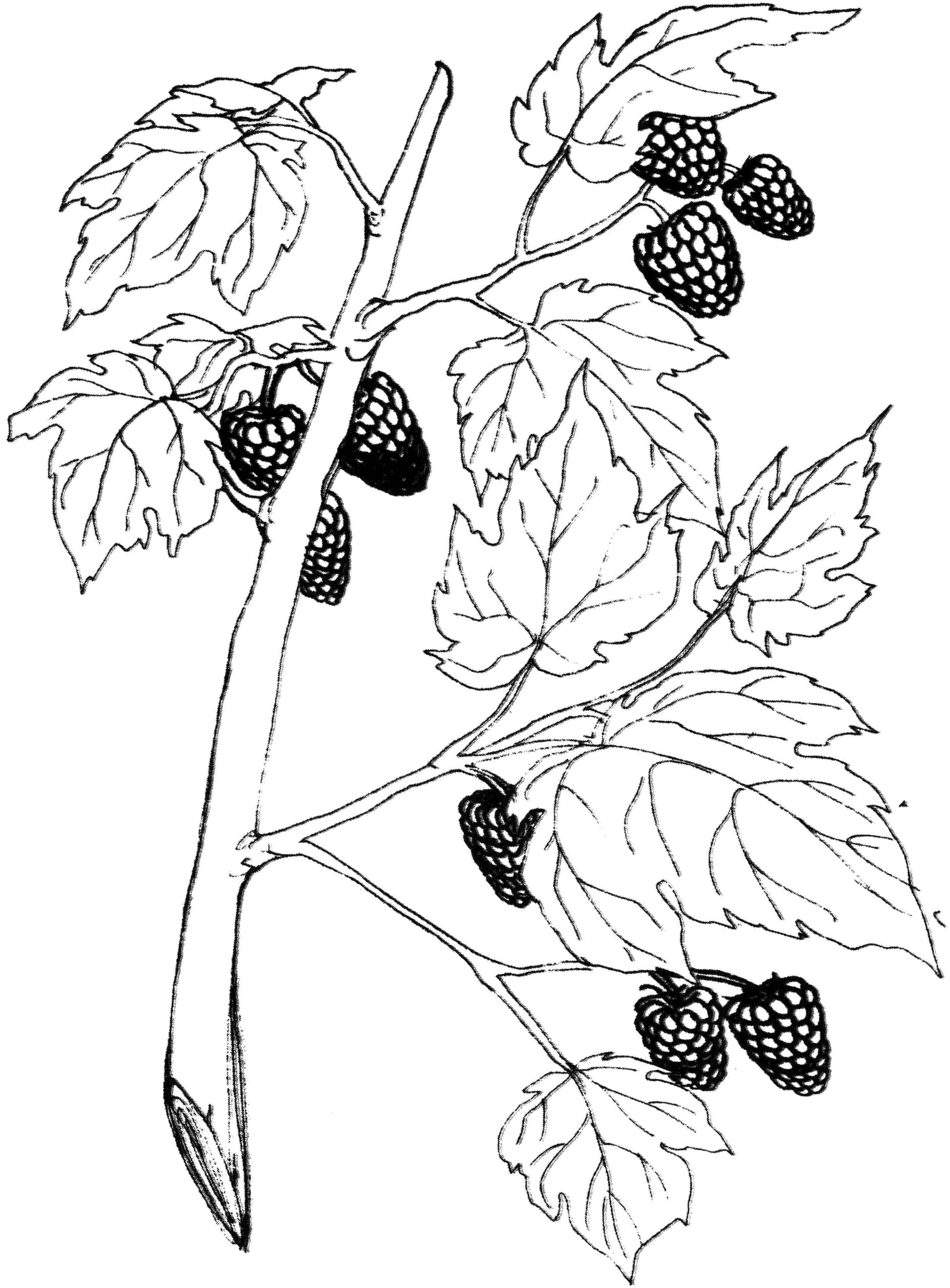 Coloring Branch of raspberry. Category berries. Tags:  raspberry .