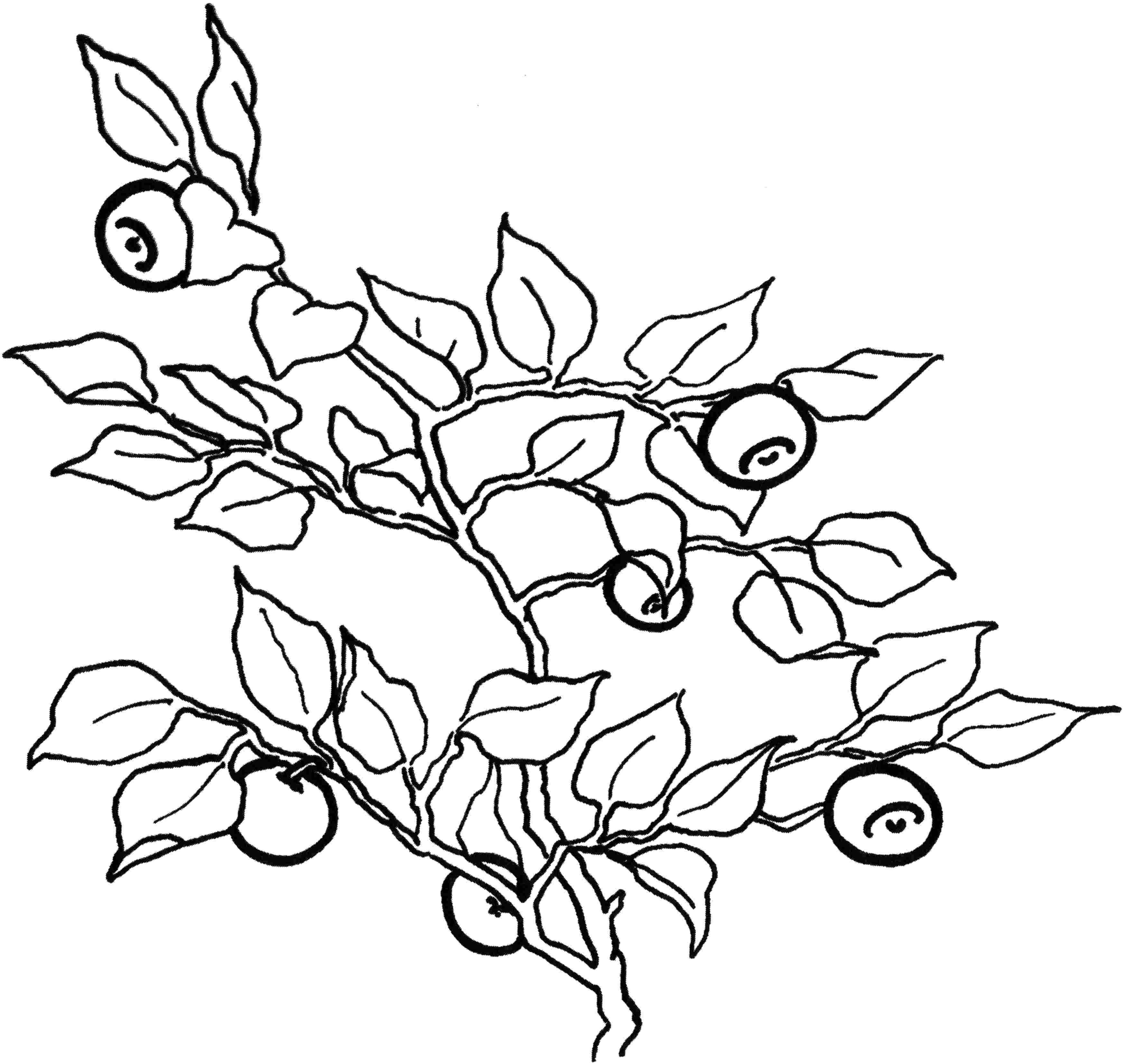 Coloring Blueberries. Category berries. Tags:  blueberry.