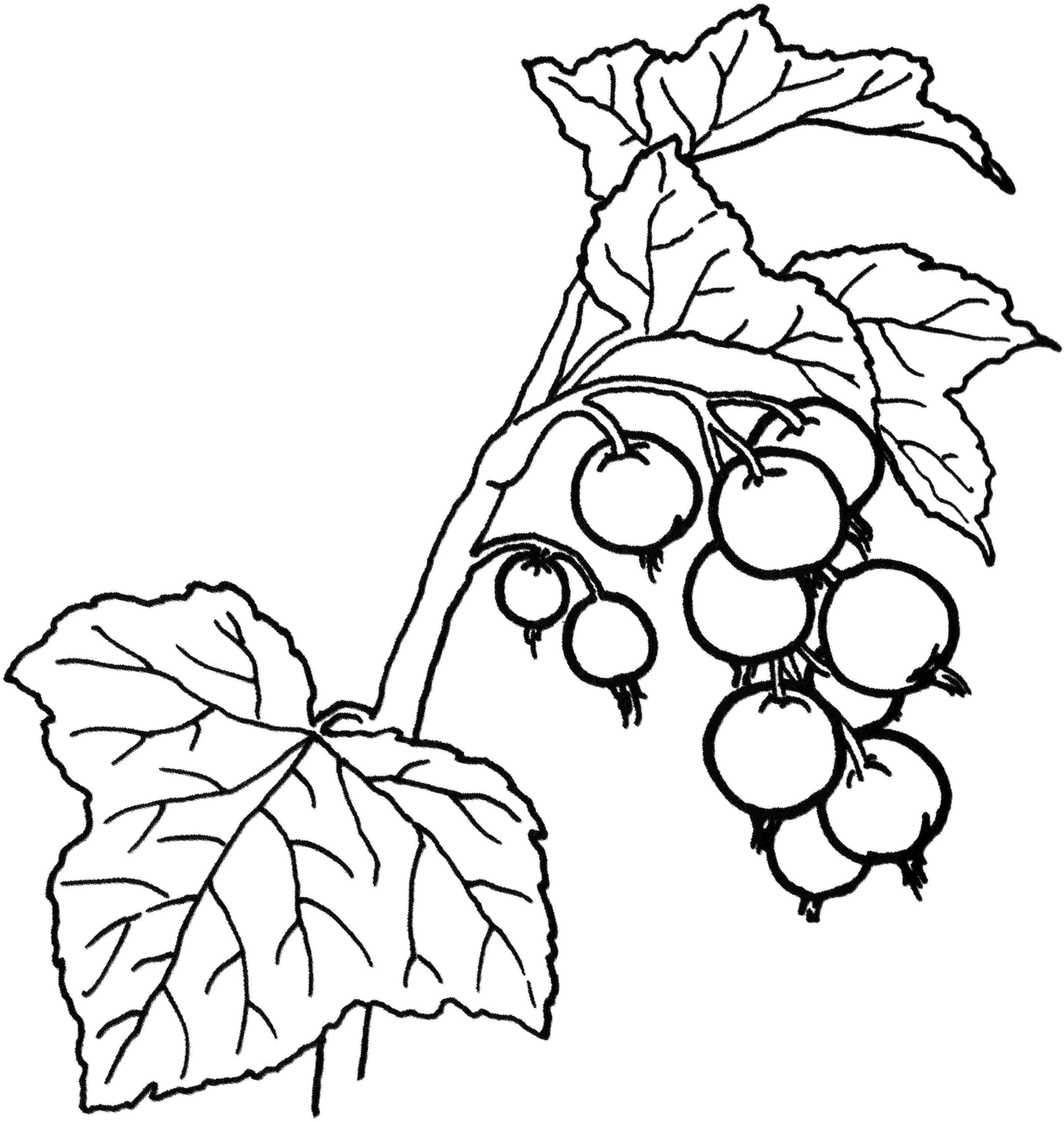 Coloring Branch of currants. Category berries. Tags:  currants.