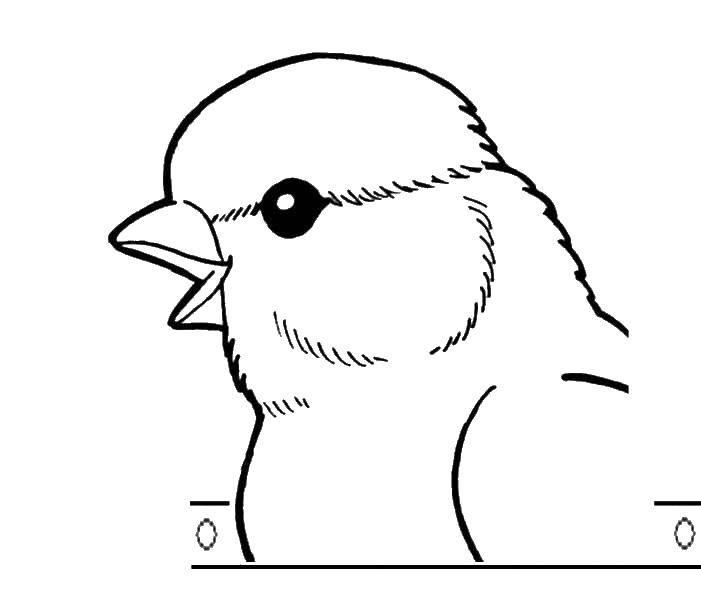 Coloring Angry bird. Category birds. Tags:  Birds.
