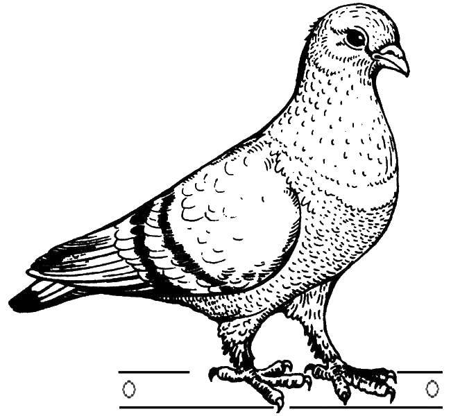 Coloring Dove. Category birds. Tags:  pigeon.