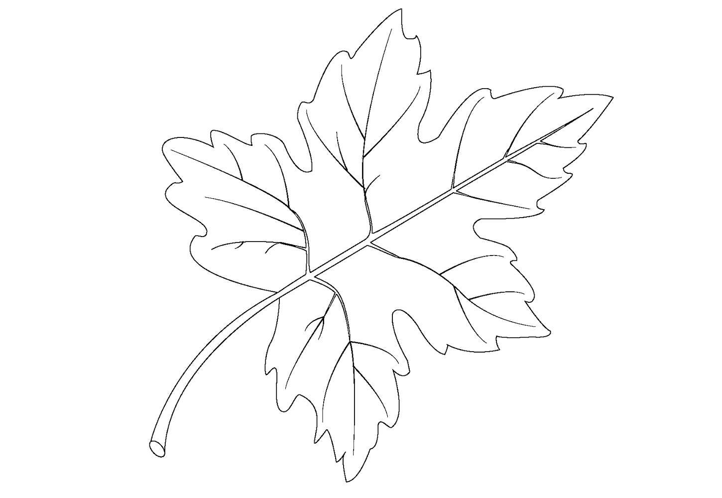 Название: Раскраска Кленовый лист. Категория: листья. Теги: Листья, дерево.