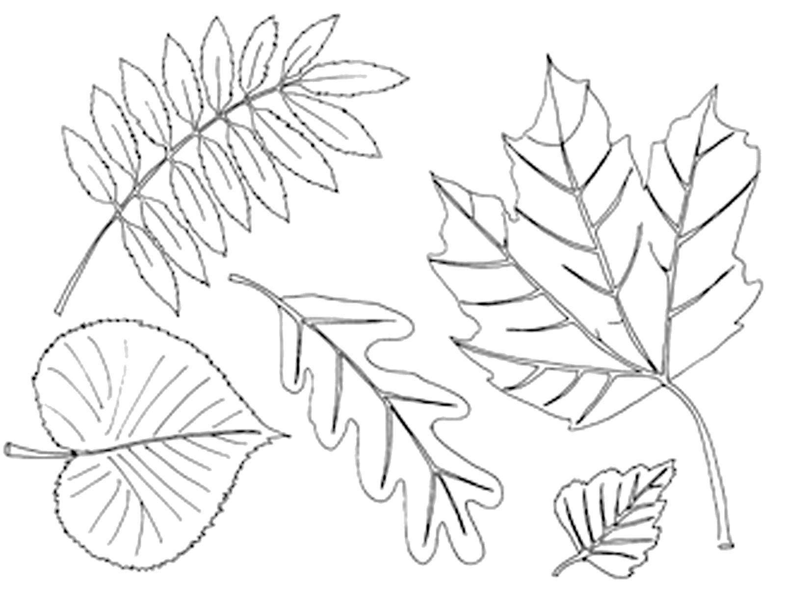 Название: Раскраска Красивые листочки. Категория: листья. Теги: Листья, дерево.