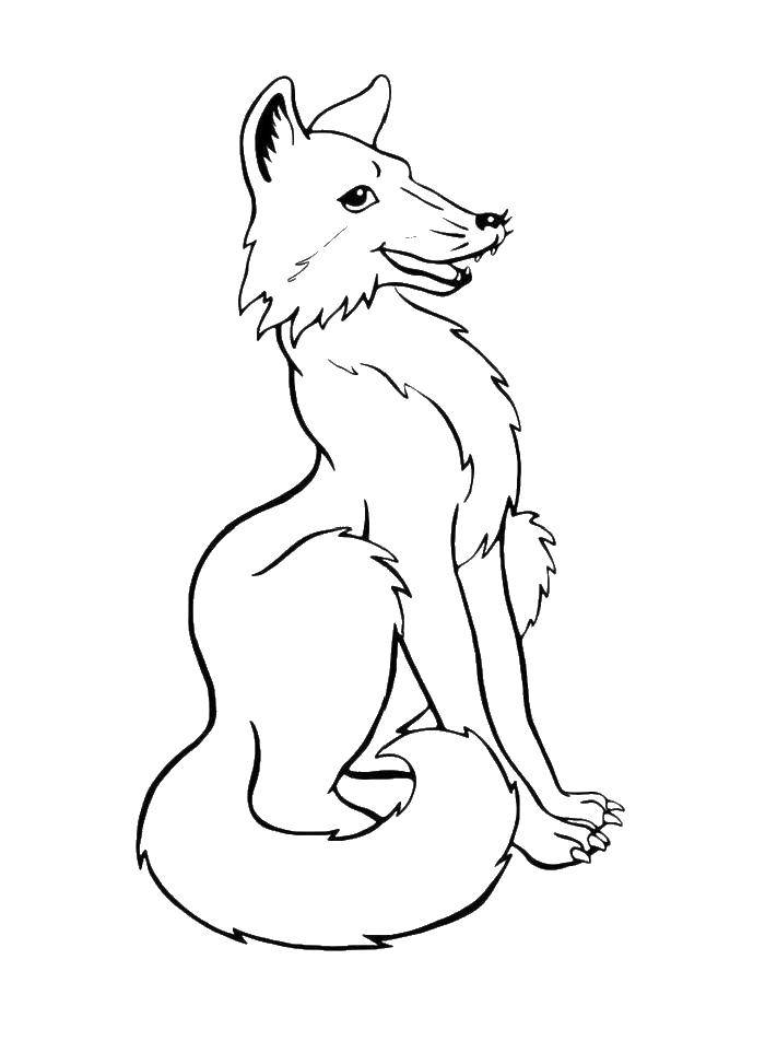 Coloring Fox. Category Animals. Tags:  Fox.