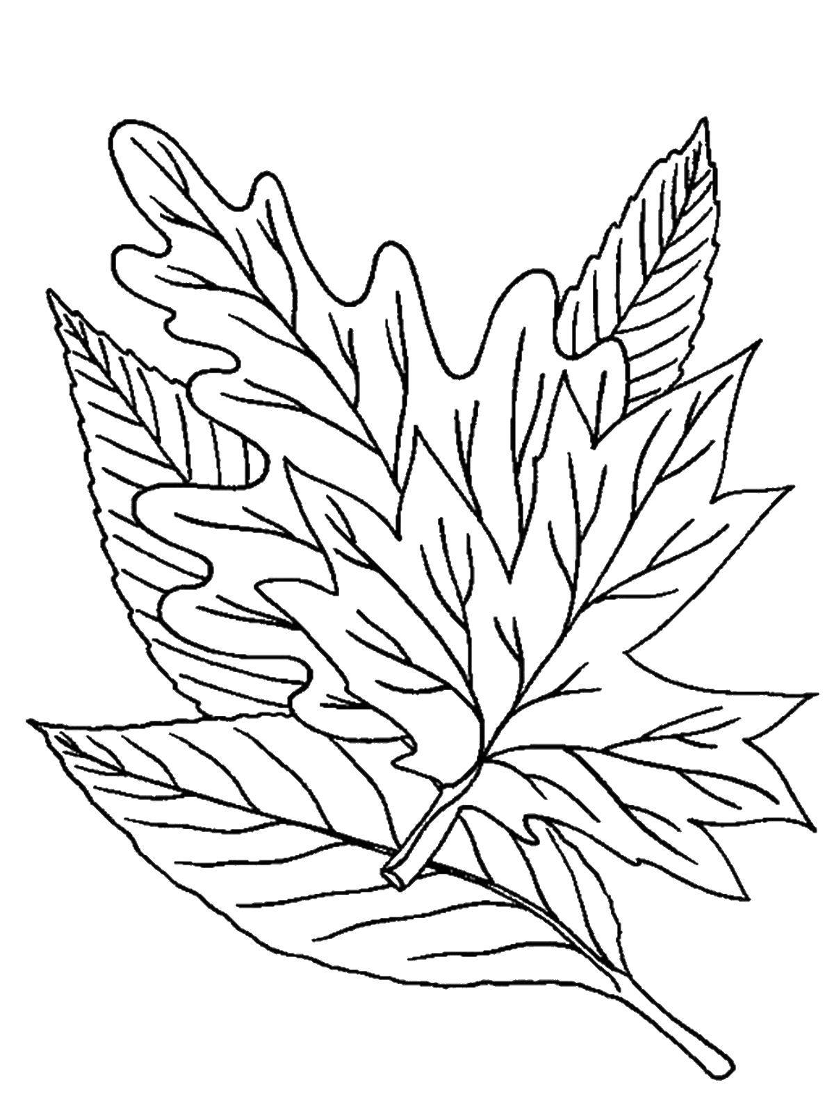 Название: Раскраска Листья. Категория: листья. Теги: листья.