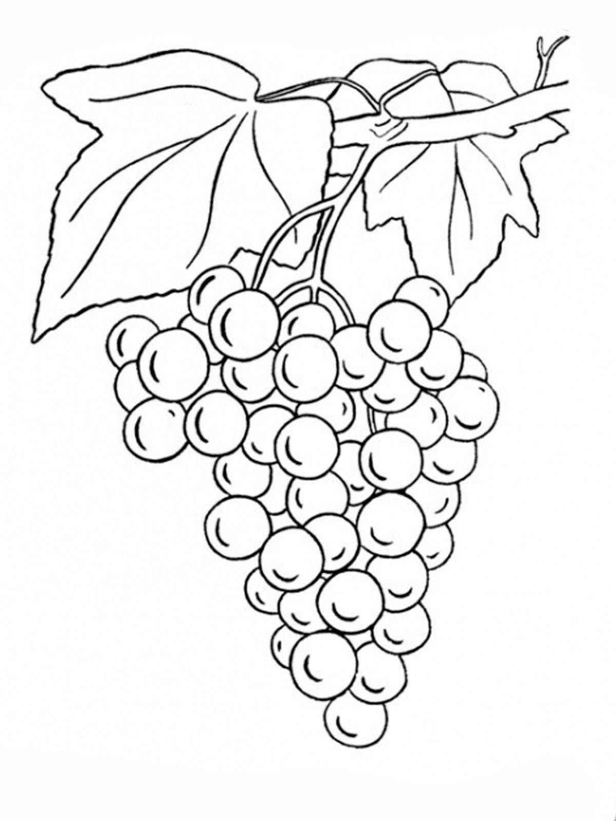 Coloring Grapes. Category berries. Tags:  grapes.