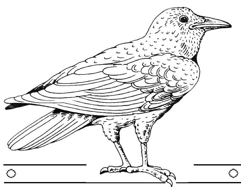 Coloring Crow. Category birds. Tags:  Crow.
