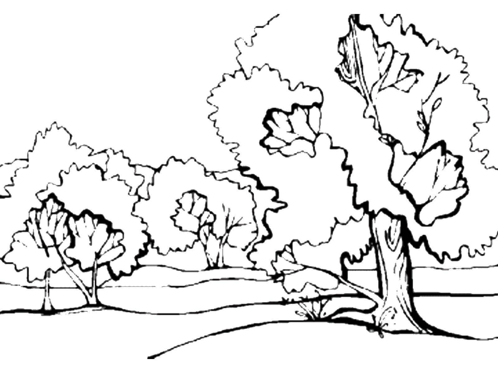 Coloring Trees. Category Nature. Tags:  the trees.