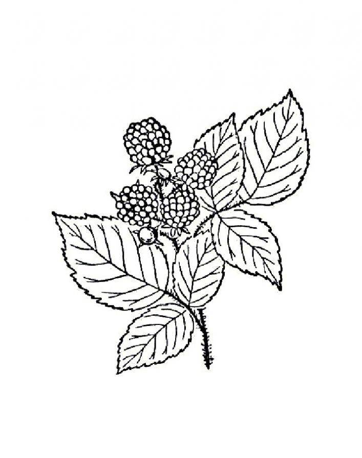 Coloring Raspberry. Category berries. Tags:  raspberry .