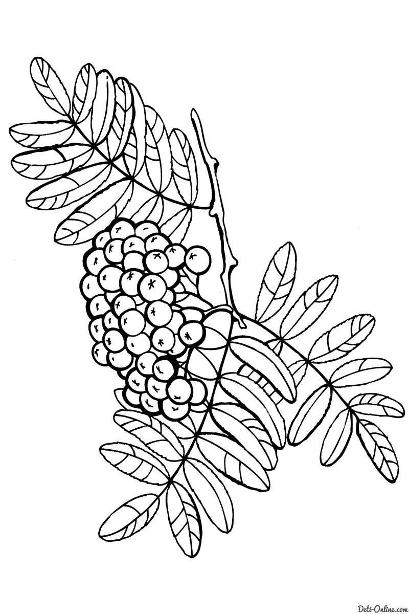 Coloring Sea buckthorn. Category berries. Tags:  sea buckthorn.