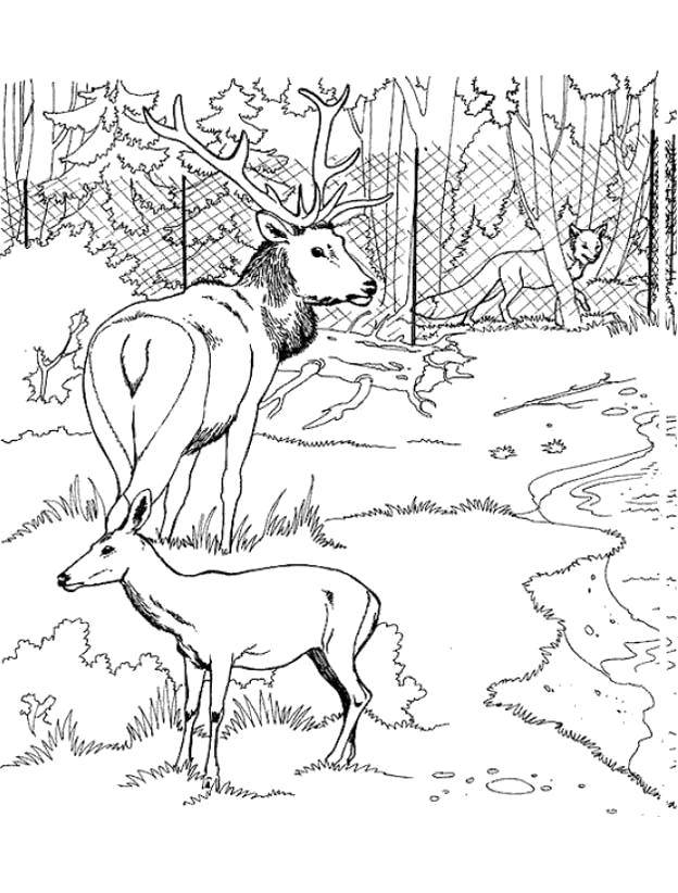Coloring Deer walked in the woods and saw a Fox. Category Nature. Tags:  Animals, deer, foxes.