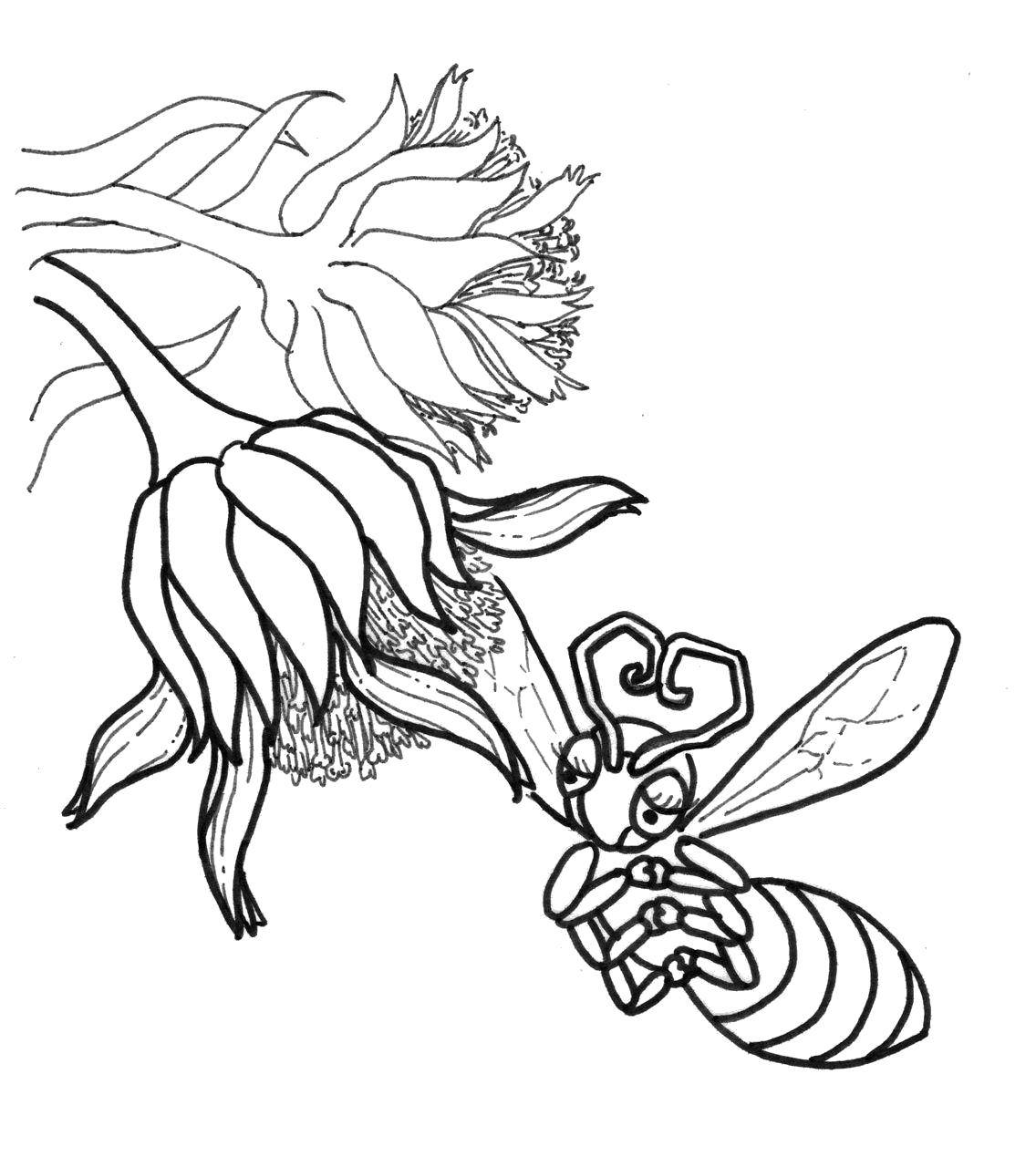 Название: Раскраска Пчёлка собирает мёд. Категория: Насекомые. Теги: Насекомые, пчёлка.