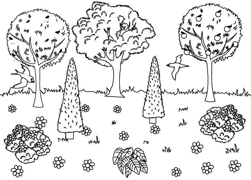 Coloring Different trees. Category Nature. Tags:  nature, trees, leaves.
