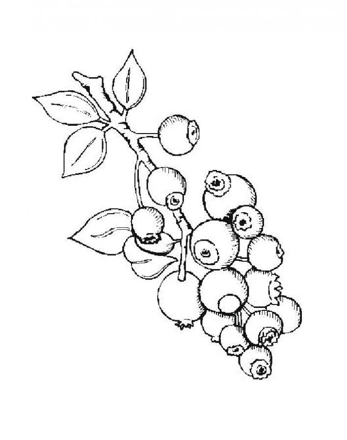 Coloring Rowan. Category berries. Tags:  Rowan.