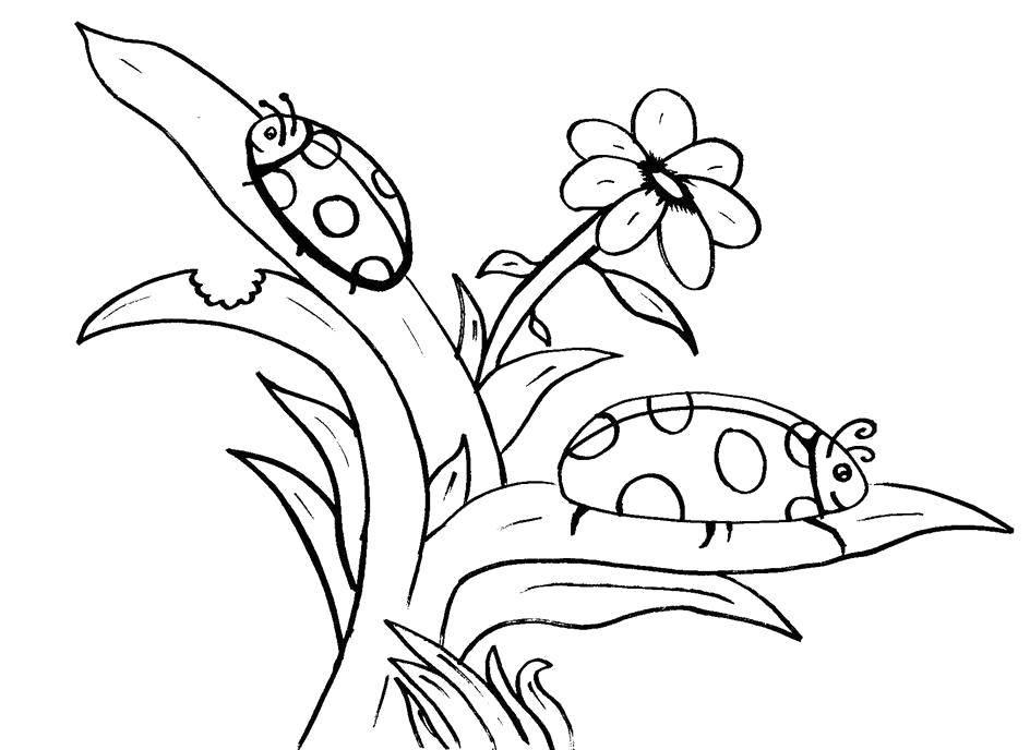 Опис: розмальовки  Сонечка їдять листочки. Категорія: Комахи. Теги:  Комахи, сонечко.